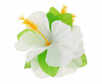 Spinka hawajska, duża, biała