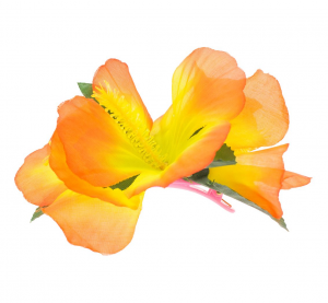 Spinka hawajska, duża, pomarańczowa