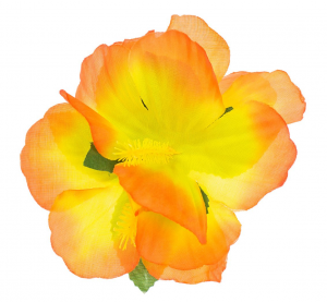 Spinka hawajska, duża, pomarańczowa