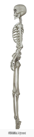 Dekoracja wisząca Szkielet, 160 cm