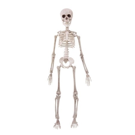 Wiszący szkielet Halloween 50 cm