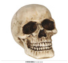 Sztuczna czaszka na Halloween, 8cm