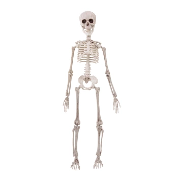 Wiszący szkielet Halloween 50 cm