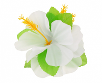 Spinka hawajska, duża, biała